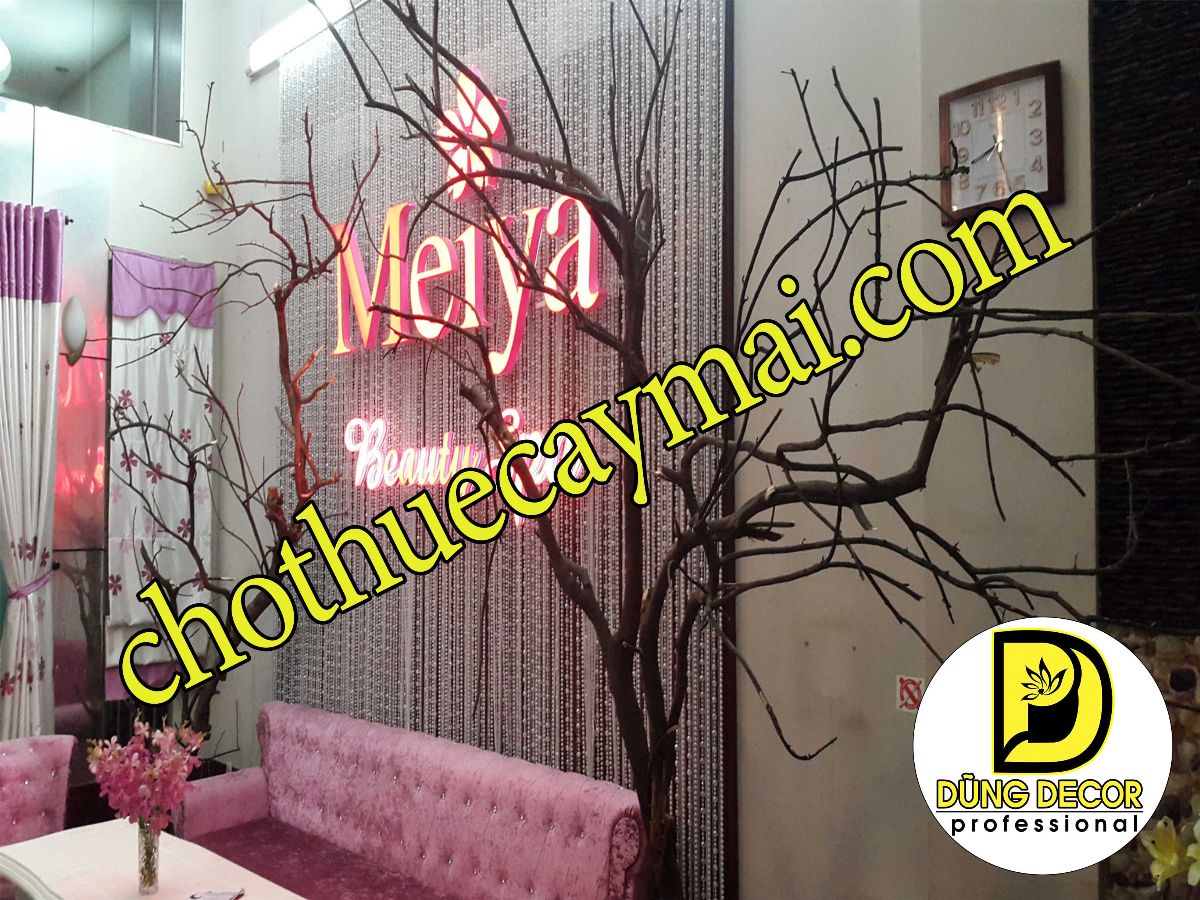 Dũng Decor chuyên cho thuê cây khô