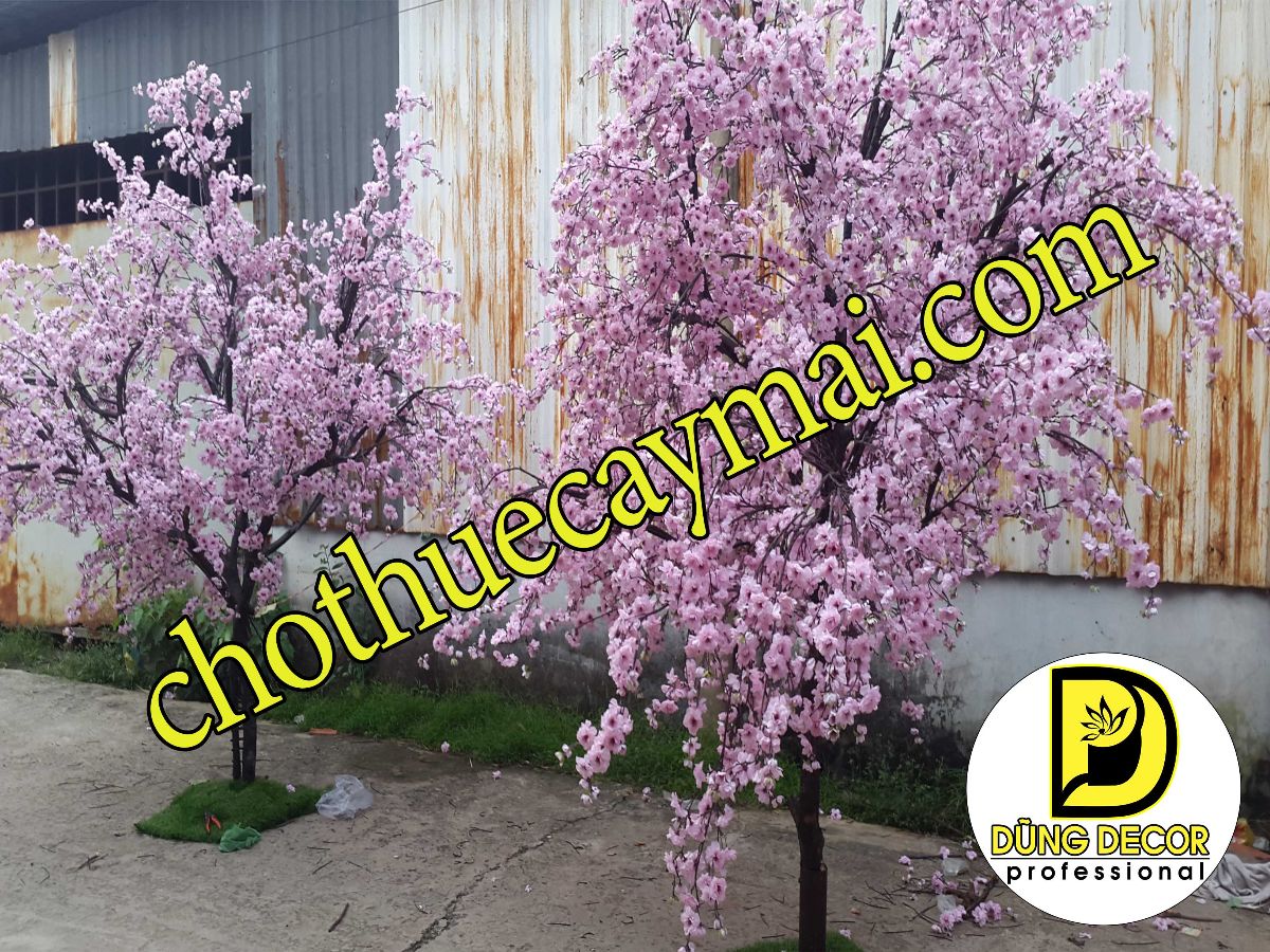 Dũng Decor chuyên cho thuê cây hoa anh đào